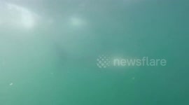 White shark up close underwater footage