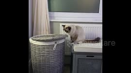 Silly cat hilariously falls into laundry basket