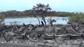 More than half of Chiberta forest in France burned down