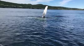 Humpback whale waving hello