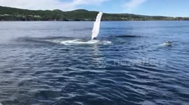 Humpback whale waving hello in Canada