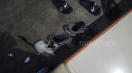 Cute action of spinning kitten who wants to prey on mosquitoes