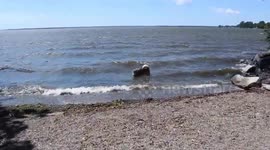 Alaskan Malamute Sojou Life's a Beach Good Vibrations