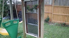 New Monarch Butterfly Enclosure