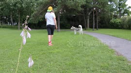 Alaskan Malamute Sojou Outdoor Training