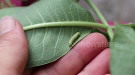 Invasive Himalayan Balsam Luring Monarch Butterflies to their extinction