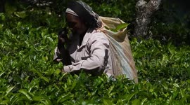 Plucking tea leaves in a Sri Lanka tea plantation at Ella, Sri Lanka