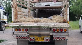 Elephants rescued by Thai sanctuary during COVID-19 pandemic