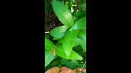 Baby birds looking their new world
