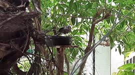 Birds bathing