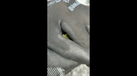 Grasshopper