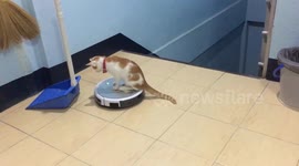 Cute Kitten Rides On Cleaning Robot