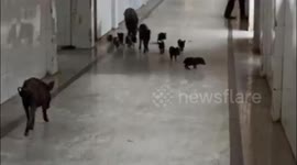 Police probe launched after pigs run amok in Indian hospital