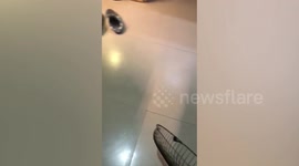 American Bulldog Has Guilty Look After Breaking Appliance