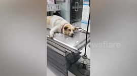 'High' dog smiles after being given sedatives at the vets
