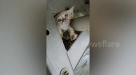 Adorable moment tiny kitten is rescued after getting stuck inside car engine