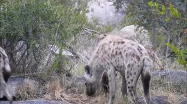 Hyenas — at Kruger National Park, South Africa