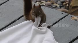 Funny squirrel pulling my  drop cloth.