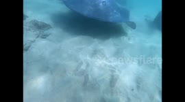 Huge stingray encounter while Scuba Diving in Mosselbay South Africa