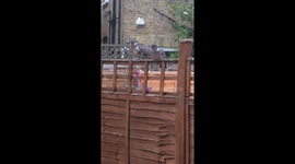 TWO BIRDS FRIENDSHIP