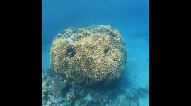 Masterpiece of coral like human brain at Sharm Elshikh