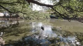 Ducks in Pedra da Cebola park.
