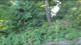 Red kite Bird Hits Tree in Woods