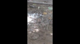 Hungry squirrel