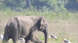 Asian elephants at Yala National Park. Sri Lanka.