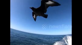 Seagull stalking boat and tries to get the camera