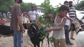 Hundreds of goats brought to New Delhi during Eid despite coronavirus restrictions