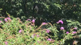 Cobble Hill Park's butterfly. August 01, 2020