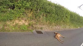 Car vs Deer - caught on dash cam UK