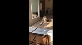 Attempting to take The cat on his first walk And it does not go well.