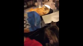 Cat helps himself to a Tostito