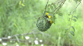 A stunning male Southern Masked Weaver weaving his nest