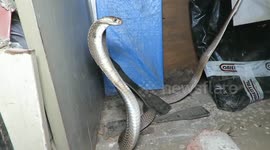 Cobra takes refuge amid office clutter in western India
