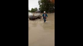 Three buffaloes rescued from floodwaters in Vietnam