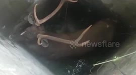 Forest officials rescue fallen deer confined within narrow walls of well in northern India