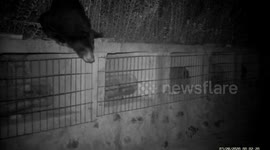 Asian black bear sneaks into Chinese village and eats over 7 kilograms of honey