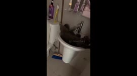 Adorable pet cat falls asleep in wash basin