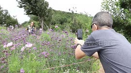 Beautiful field of purple verbena flowers attracts locals in northern Thailand