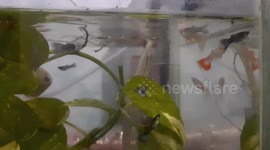 Guppy fish at home, so a new hobby among young people