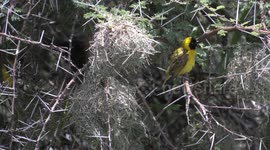 A busy breeding colony of beautiful lesser masked weavers in South Africa