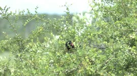A wet, bedraggled baby Red-billed Buffalo Weaver begging for food from its father