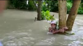 Man found clinging to tree in severe flooding in eastern India