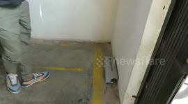 Young cobra is freed after becoming stuck in glue trap in western India