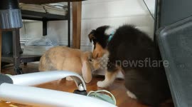 Watch as an adorable collie puppy meets his new roommate, a chubby bunny, for the first time