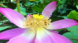 Honey bees in a lotus flower.