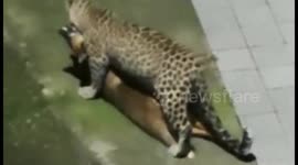 Leopard kills Dog at Himachal Pradesh
